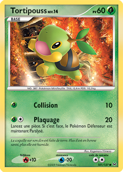 Tortipouss pl1 Tempête